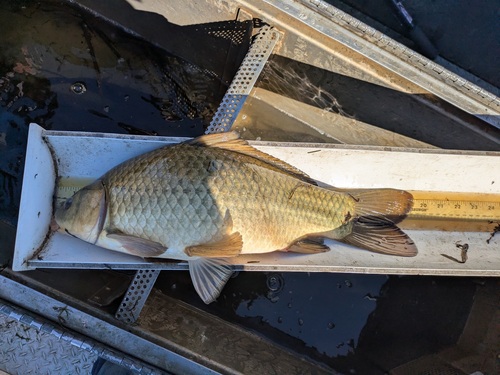 Carassius auratus observed 2026-10-26