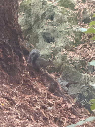 Sciurus griseus, 2026-10-25