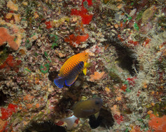 Centropyge potteri