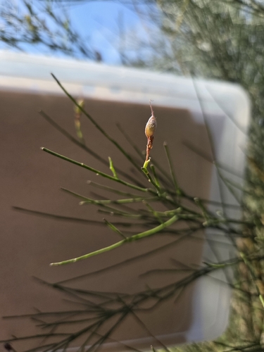Jacksonia scoparia observed 2026-10-27