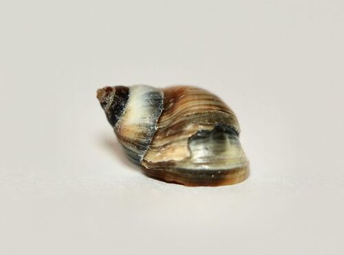 Littorina neritoides, 2026-10-25