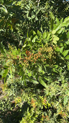 Schinus terebinthifolia observed 2026-10-26