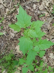 Chenopodiastrum simplex