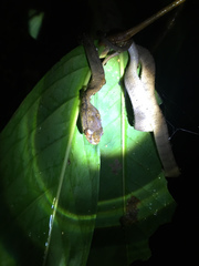 Pareas carinatus