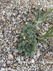 Nama californica