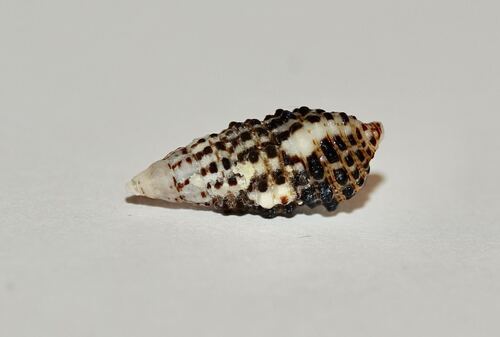 Cerithium observed 2026-10-24