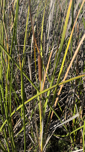 Typha domingensis observed 2026-10-26
