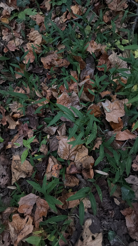 Microstegium vimineum observed 2026-10-26