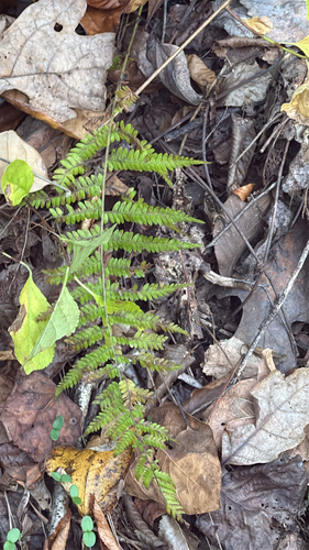 Amauropelta noveboracensis observed 2026-10-26
