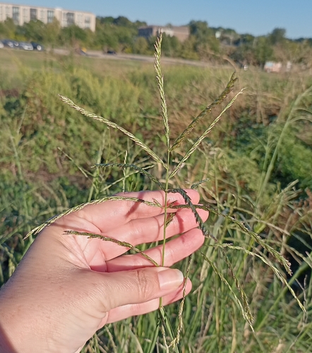 Disakisperma dubium observed 2026-10-24