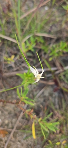 Rhynchospora colorata observed 2026-10-26