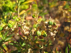 Euphorbia furcillata