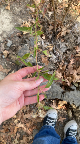 Eupatorium serotinum observed 2026-10-26