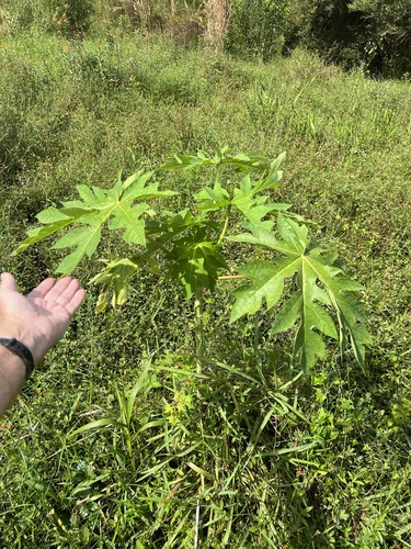 Carica papaya observed 2026-10-26