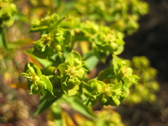 Euphorbia furcillata