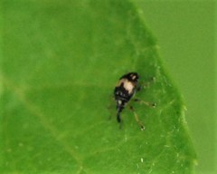 Nanophyinae