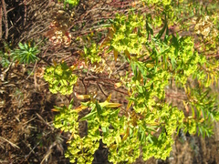 Euphorbia furcillata