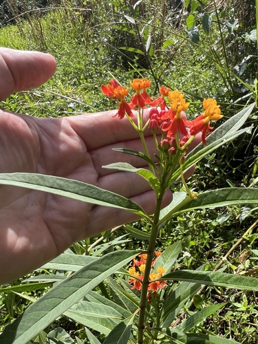 Asclepias curassavica observed 2026-10-26