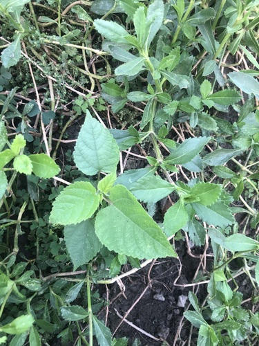 Broussonetia papyrifera observed 2026-10-27