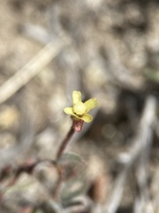 Camissonia pusilla