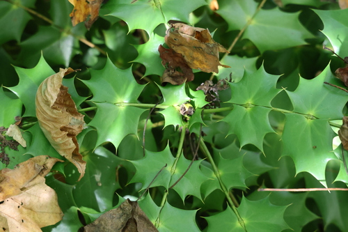 Mahonia japonica, 2026-10-26