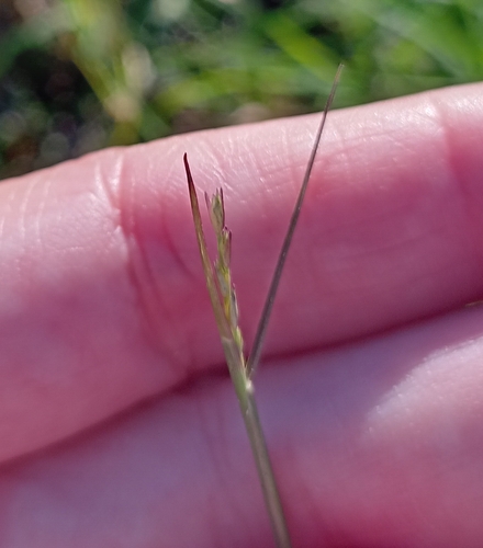 Sporobolus vaginiflorus, 2026-10-24