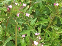 Epilobium palustre