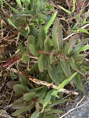 Hylotelephium maximum