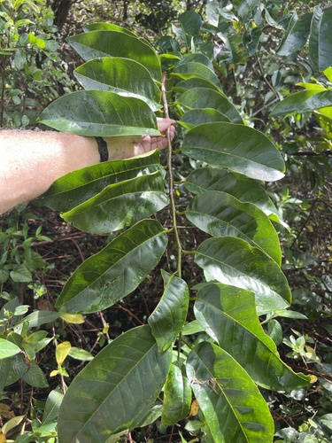 Annona glabra observed 2026-10-26