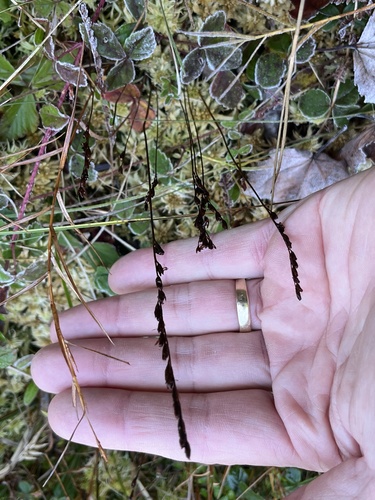 Drosera rotundifolia observed 2026-10-26