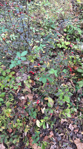 Berberis thunbergii observed 2026-10-26