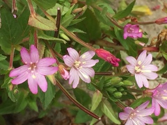 Epilobium palustre
