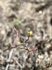 Camissonia pusilla