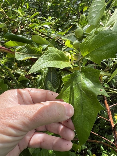 Solanum torvum observed 2026-10-26
