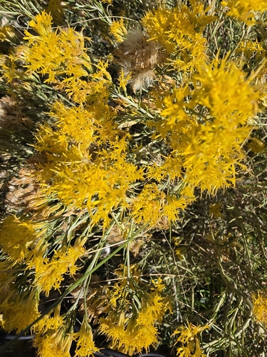 Ericameria nauseosa, 2026-10-26