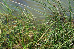 Schoenoplectus litoralis