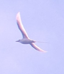 Phaethon rubricauda observed 2026-10-26