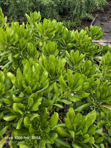 Scaevola taccada observed 2026-10-27