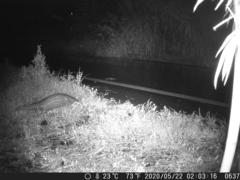 Manis pentadactyla pentadactyla