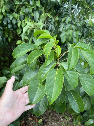 Bischofia javanica observed 2026-10-26