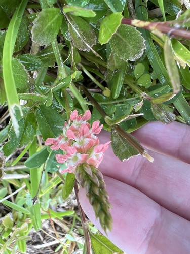 Indigofera spicata observed 2026-10-26