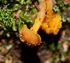 Neobarya agaricicola