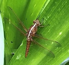 Libellula croceipennis