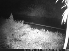 Manis pentadactyla pentadactyla