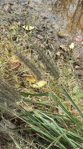 Cenchrus alopecuroides observed 2026-10-26