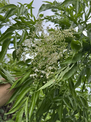 Sambucus canadensis observed 2026-10-26