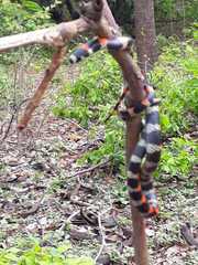 Scolecophis atrocinctus