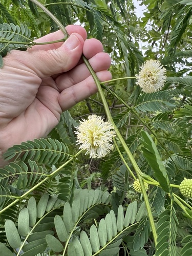 Leucaena leucocephala observed 2026-10-26