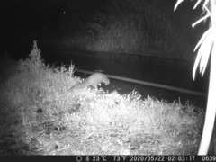 Manis pentadactyla pentadactyla