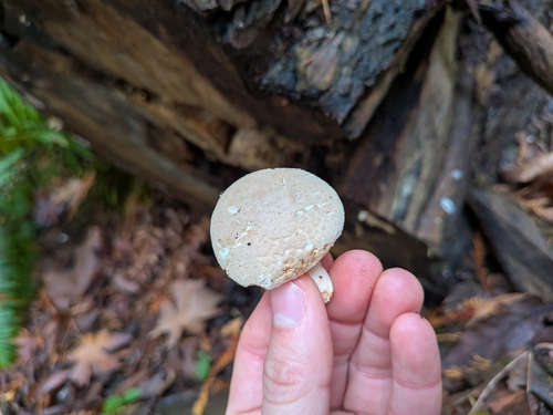 Dryinus observed 2026-10-26